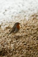 Rouge Gorge