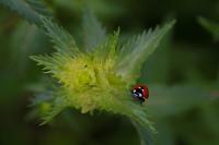 Coccinelle