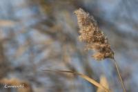 Parc naturel régional de la Brenne